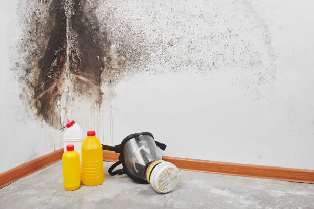 Best Certified Mold Removal  in Bowie, TX