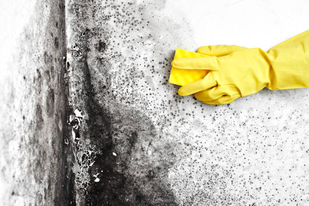 Best Fast Mold Removal  in Bowie, TX