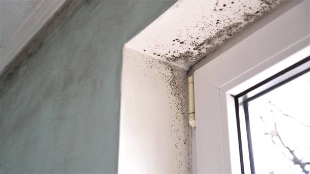 Best Residential Mold Removal  in Bowie, TX