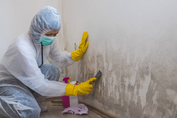 Best Professional Mold Removal  in Bowie, TX