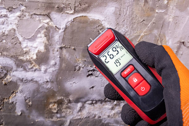 Best Affordable Mold Removal  in Bowie, TX