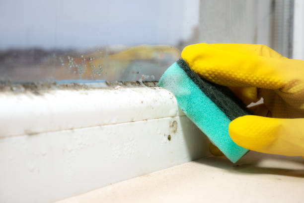 Best Mold Cleaning Services  in Bowie, TX