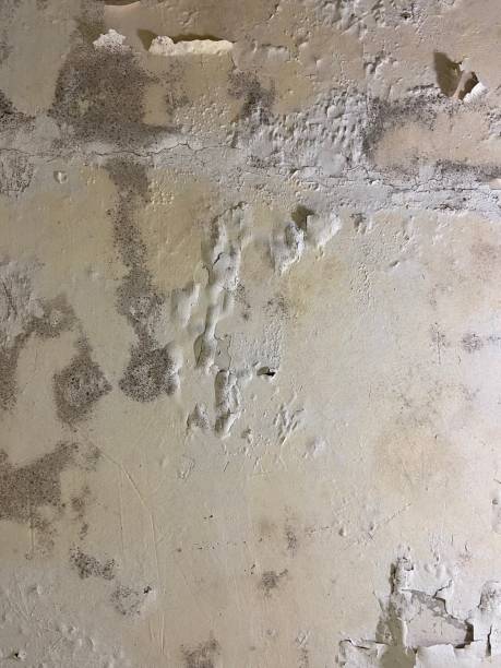 Best Local Mold Removal Service  in Bowie, TX