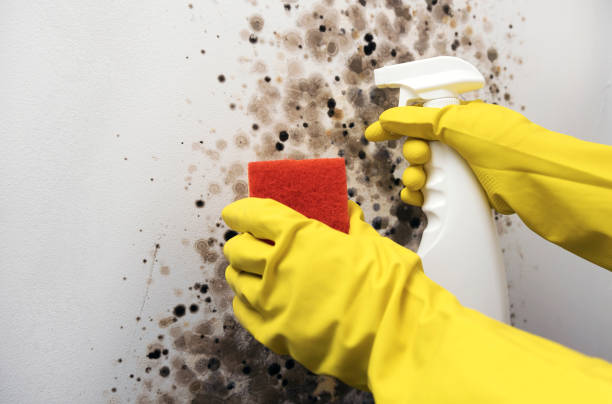 Best Crawl Space Mold Removal  in Bowie, TX