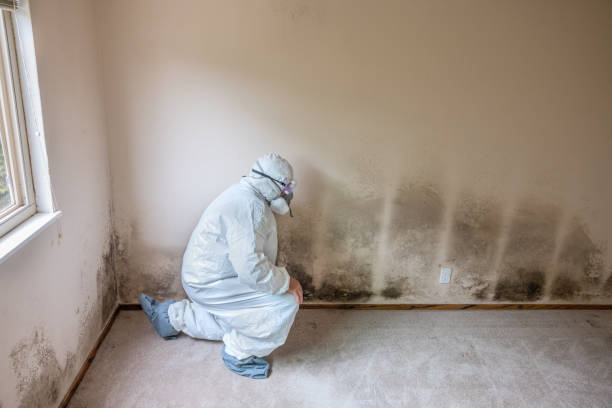 Best Toxic Mold Removal  in Bowie, TX