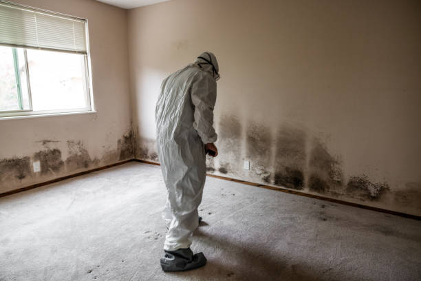 Best Residential Mold Removal  in Bowie, TX