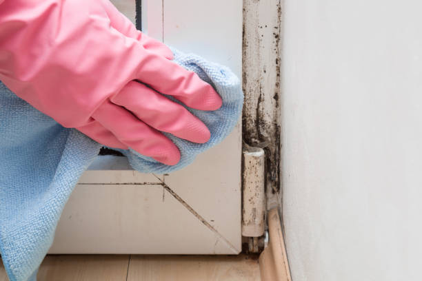 Best Mold Cleaning Services  in Bowie, TX