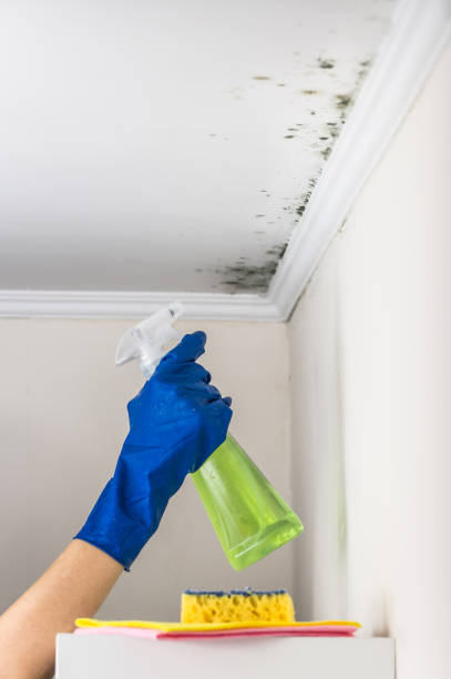 Best Mold Remediation  in Bowie, TX